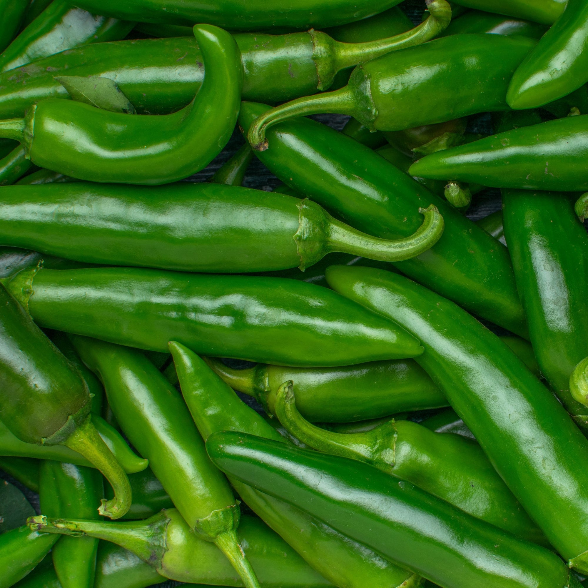 Jalapeño bio (<em>Capsicum annuum</em>)