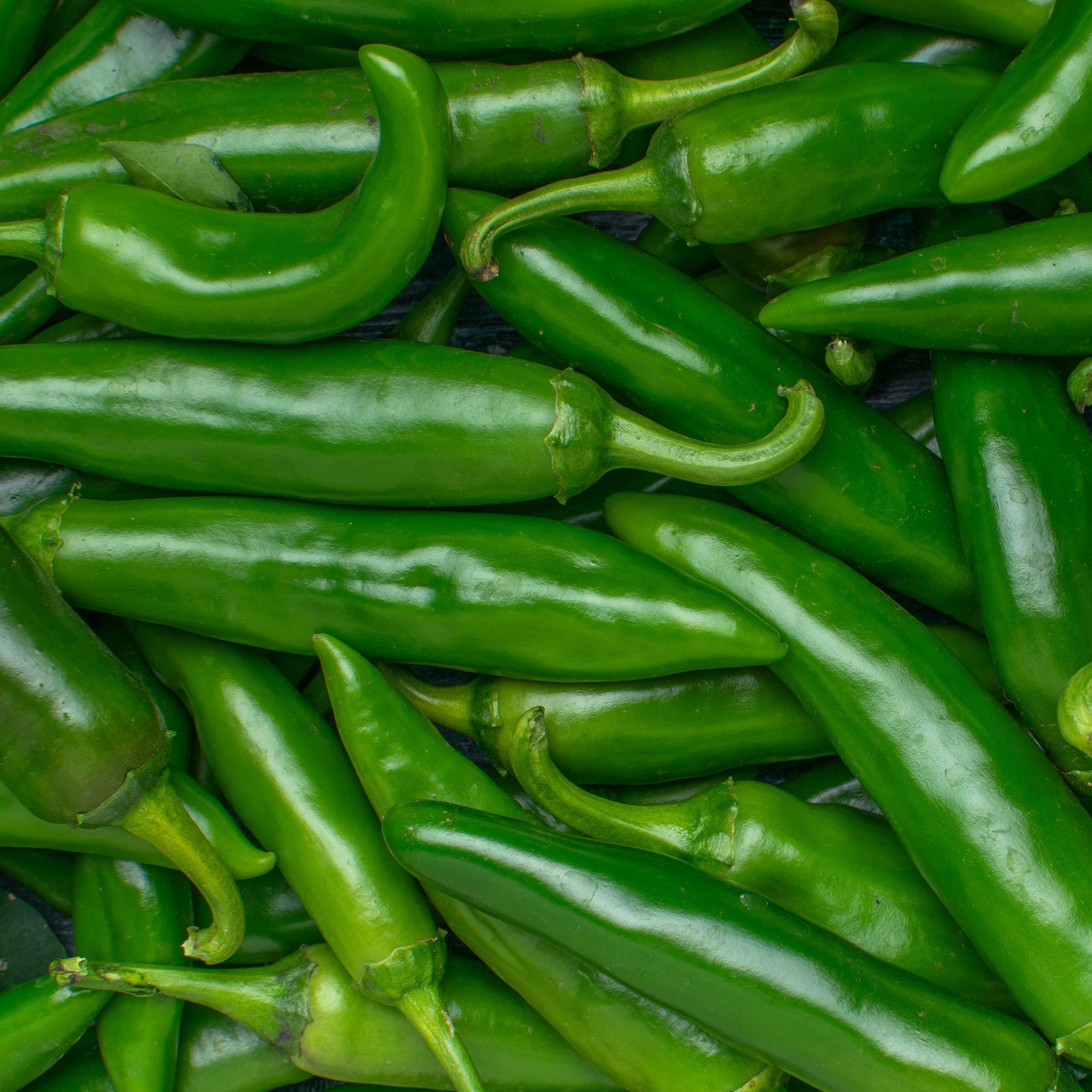 Jalapeño bio (<em>Capsicum annuum</em>)
