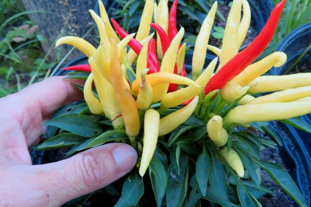'Medusa' hot pepper