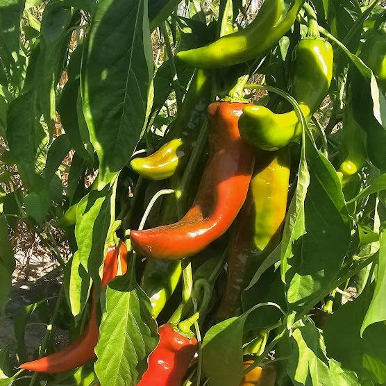Piment fort 'Northern Anaheim' bio