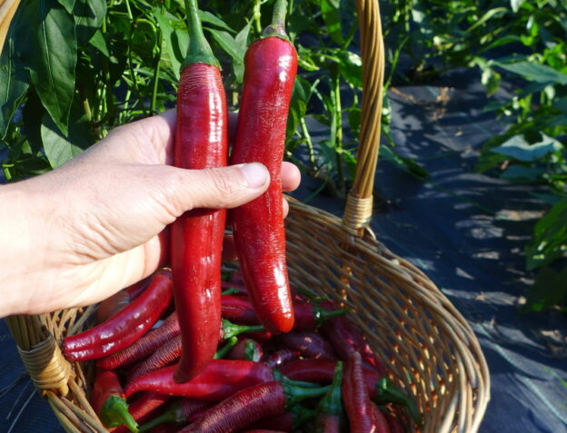 'Paprika Boldog' hot pepper