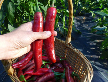 Piment fort 'Paprika Boldog'