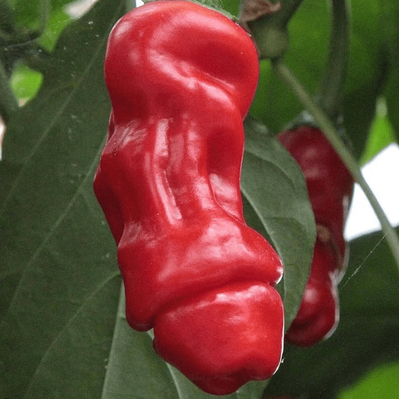 Piment fort 'Penis Pepper' bio