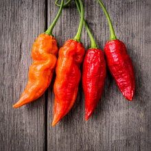 Organic ‘Pepperoncini’ pepper (<em>Capsicum annuum</em>)