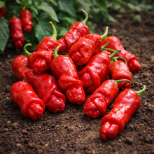Piment fort 'Peter Pepper' rouge bio