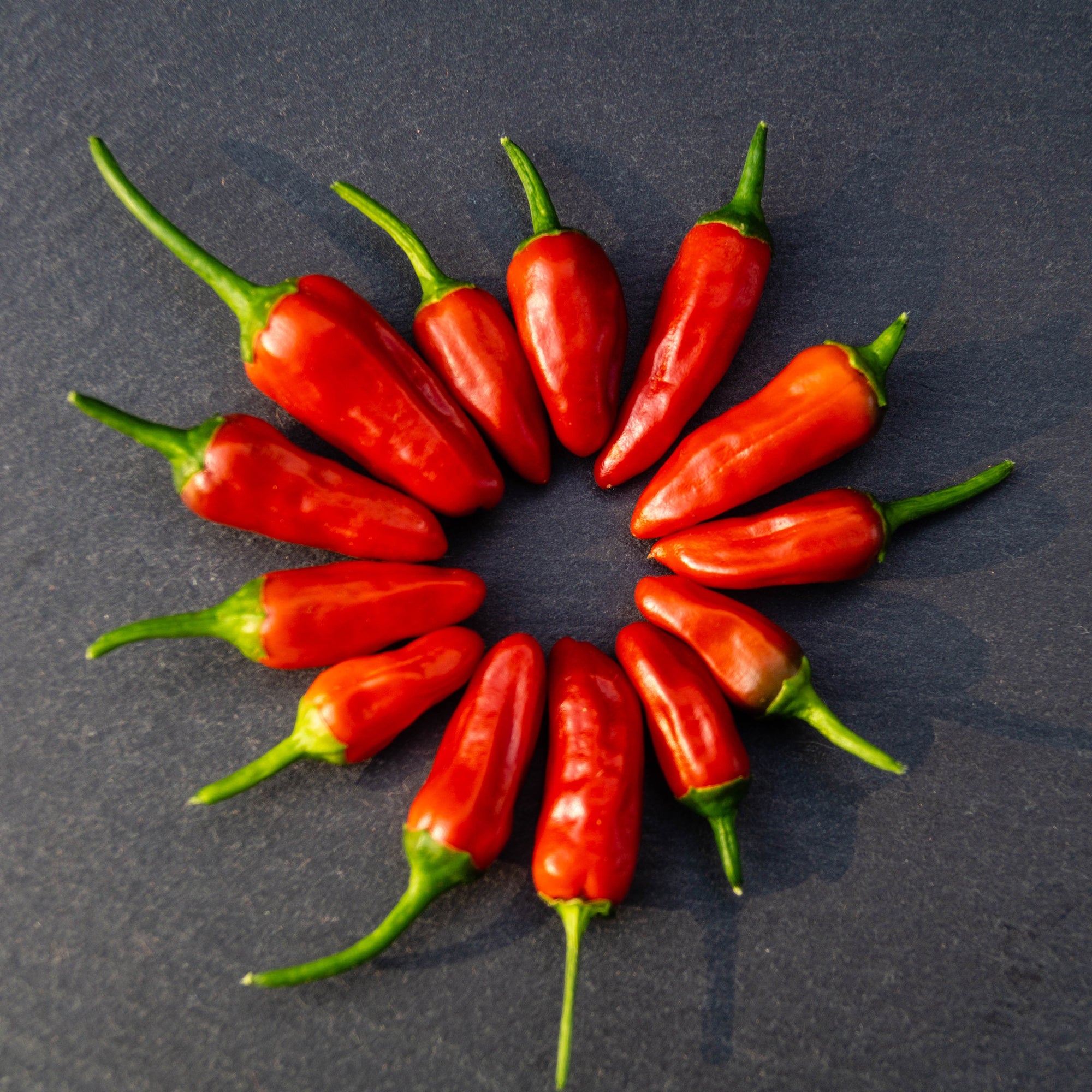 Organic ‘Piri Piri’ hot pepper (<em>Capsicum frutescens</em> ‘Piri Piri’)