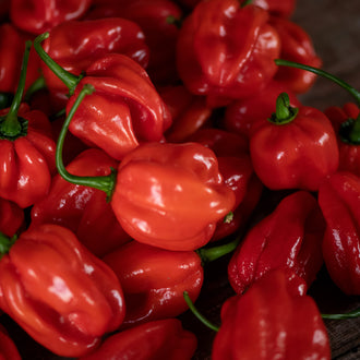 Photo de Piment fort 'Primero Red' F1. La couleur caractéristique est : rouge. Les fruits présentent cette forme : ovale allongée. Le visuel permet d'observer les contours, les teintes et la disposition des éléments présentés. Les détails de forme et les contrastes donnent un aperçu de l'apparence de cette plante ou de sa récolte.