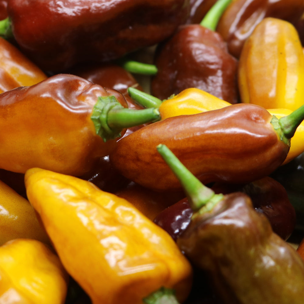 Organic 'Puma' hot pepper