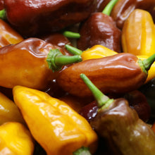 Organic ‘Pimenta Puma’ pepper (<em>Capsicum chinense</em>)