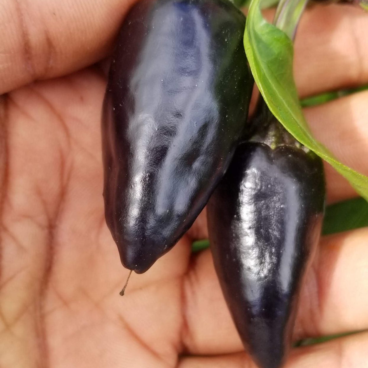 Piment fort 'Purple Jalapeno' bio