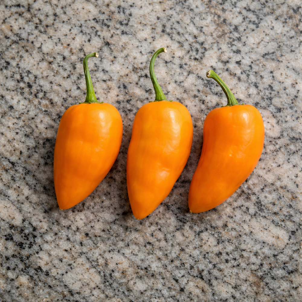 'Rocoto Turbo' Hot Pepper 