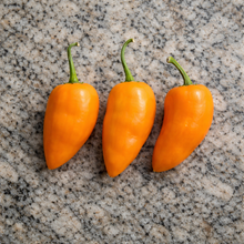 Rocoto Turbo hot pepper (<em>Capsicum pubescens</em> ‘Rocoto Turbo’)
