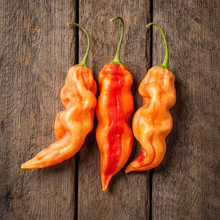 Trois piments ‘Sugar Rush Stripey’ mûrs sont alignés verticalement sur des planches de bois brun vieilli. Les fruits allongés, plissés et légèrement courbés présentent un fond pêche crème à orange marqué de bandes rouges irrégulières. Le fruit central porte la rayure rouge la plus large, tandis que les deux autres sont plus pâles. De longs pédoncules verts restent attachés et accentuent leur silhouette étroite et pointue.