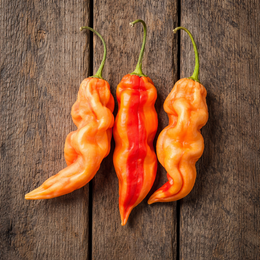 Hot pepper 'Sugar Rush Stripes'