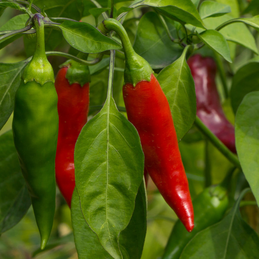 Organic ‘Tabasco’ pepper (<em>Capsicum frutescens</em>)