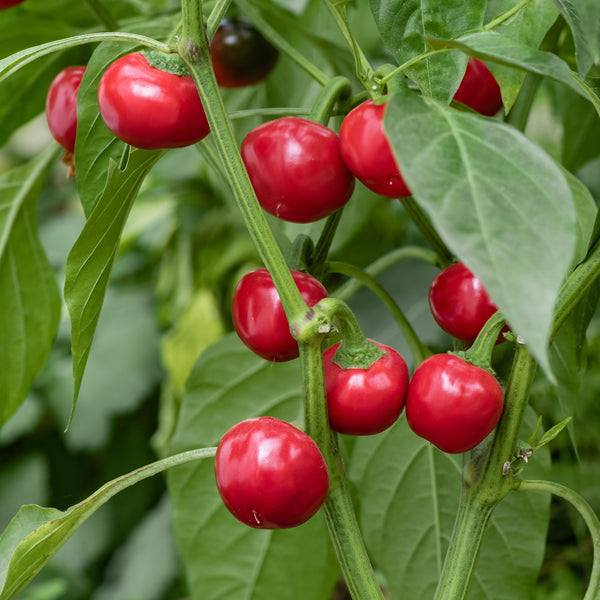 WH Perron Seeds | Hybrid Hot Pepper 'Time Bomb' – Pépinière.ca