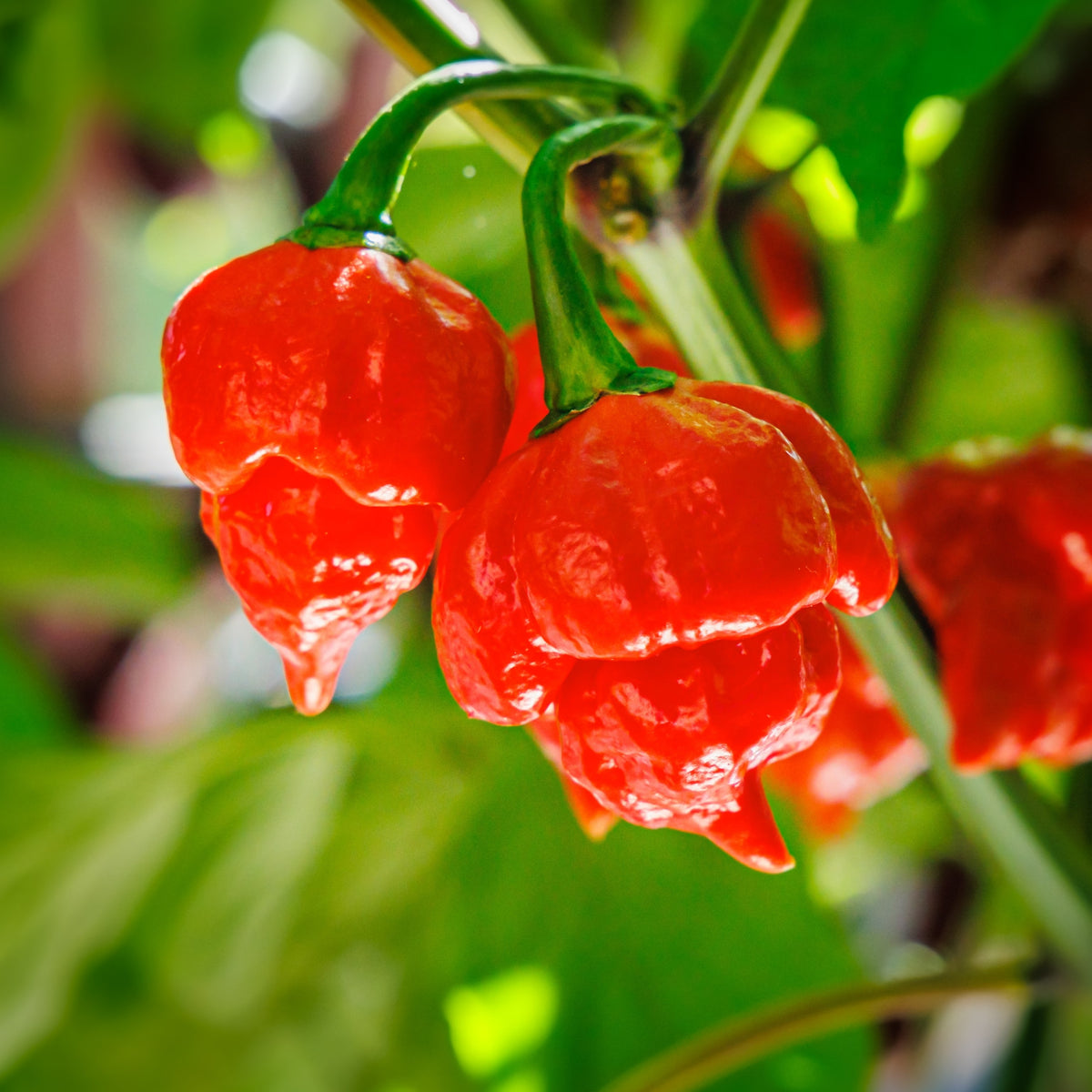 Organic red 'Trinidad Scorpion' pepper plant bearing deeply wrinkled fruit that changes from green to bright red at maturity among dense green foliage. Irregular shape and a sting-like pointed tip characterize this extremely hot pepper, which should be harvested and handled with protective gloves. Fruit is shown at several ripening stages on the plant.