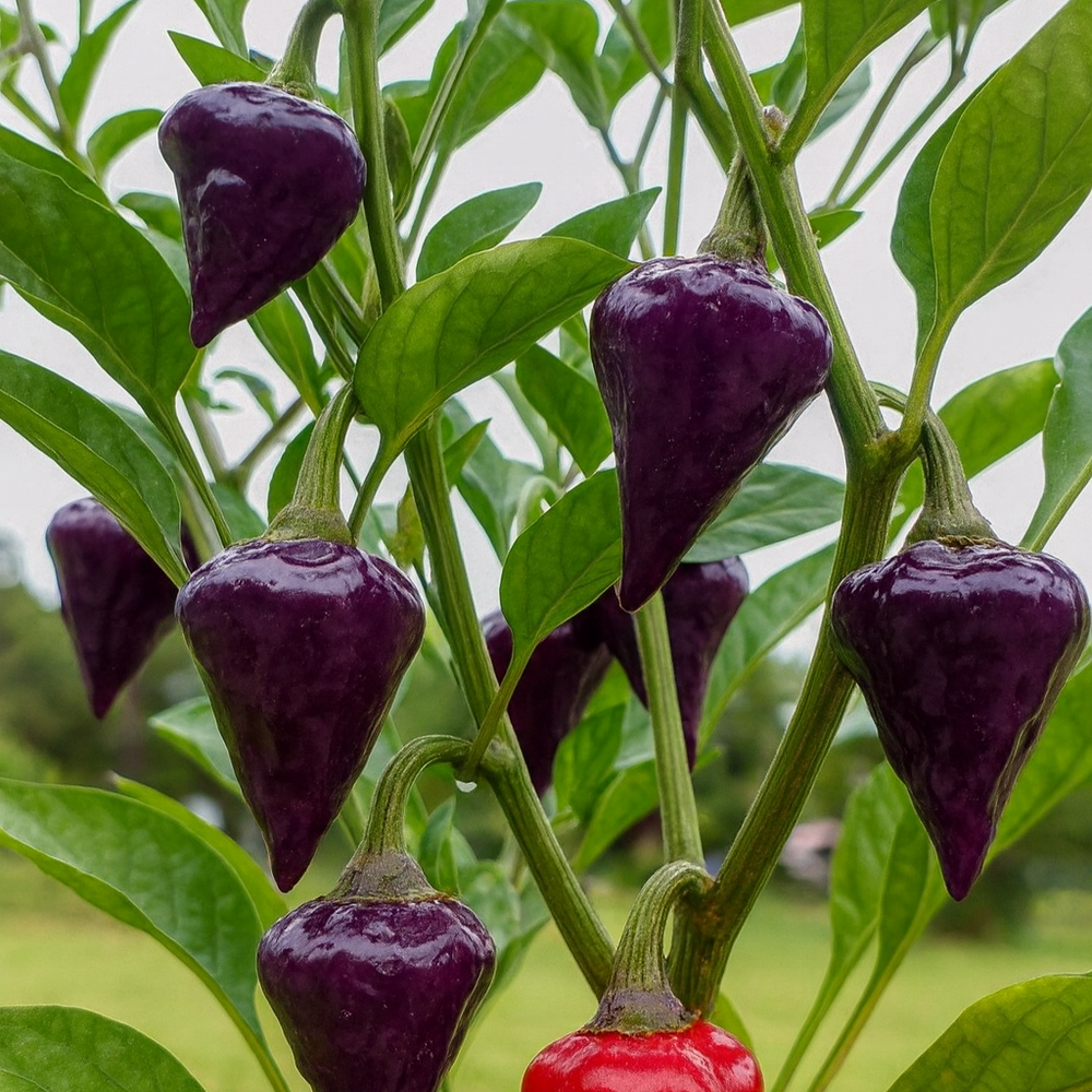 Piment fort 'UFO Purple' bio