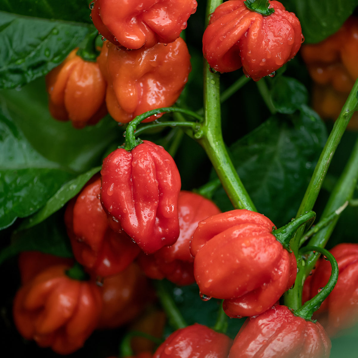 Photo de Piment fort 'Velociraptor' F1. La couleur caractéristique est : rouge. Les fruits présentent cette forme : pointu cannelé. Le visuel permet d'observer les contours, les teintes et la disposition des éléments présentés. Les détails de forme et les contrastes donnent un aperçu de l'apparence de cette plante ou de sa récolte.