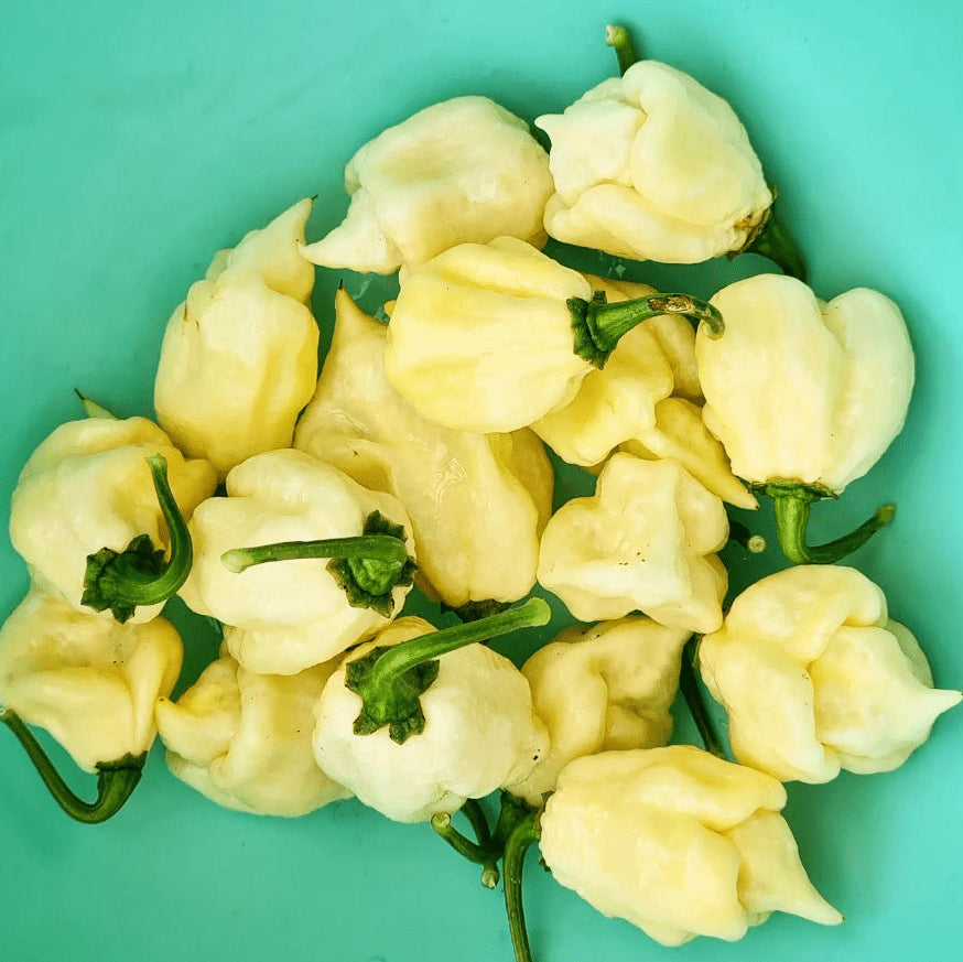 Organic 'White Habanero' hot pepper