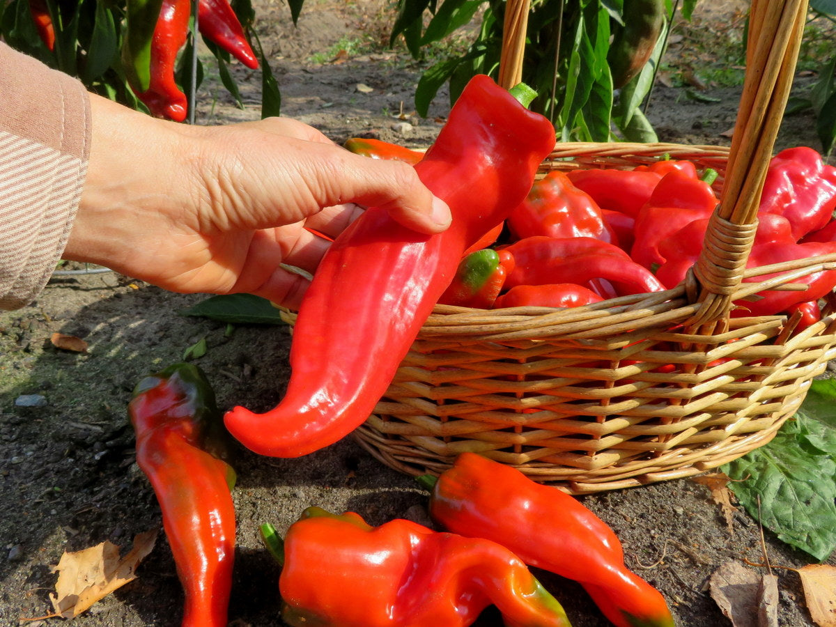 'Barrika' hot pepper