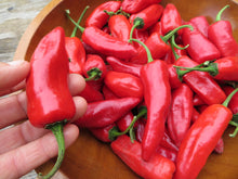 Hot 'Bresse' pepper