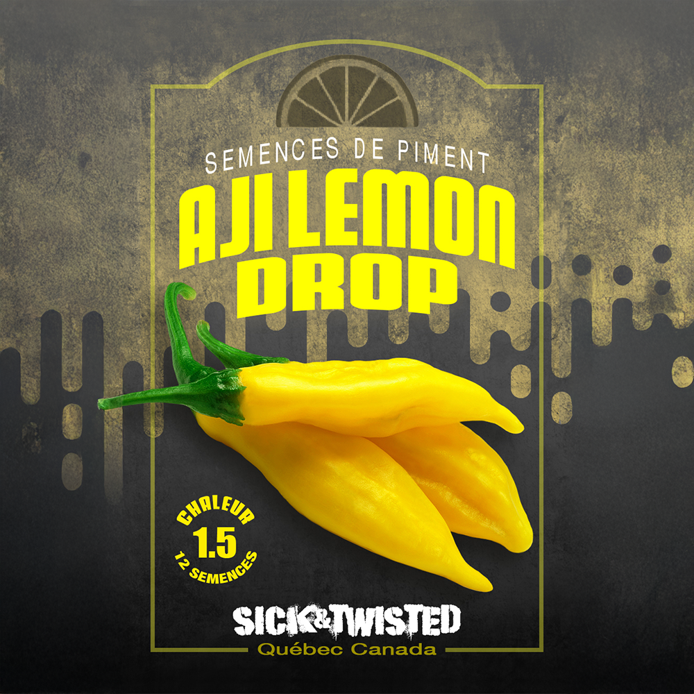 Vue rapprochée de Piment fort ‘Aji Lemon Drop’ cultivé au soleil, avec un feuillage vert sain et des fruits caractéristiques bien visibles. La photo montre la forme, la couleur et le stade de maturité typiques de la variété sur un plant vigoureux. Les fruits se détachent nettement du feuillage et illustrent l’apparence recherchée au moment de la récolte.