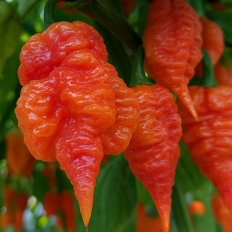 Close-up of several ripe 'Death Spiral' peppers on the plant. The orange-red fruit is deeply wrinkled, blistered, and twisted, with irregular lobes and a long tapered point. One prominent pepper fills the foreground while additional fruit hangs among softly blurred green stems and foliage. The image accurately shows the cultivar's contorted texture, mature colour, and distinctive pointed shape.