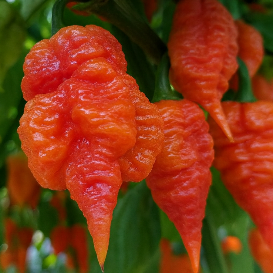 Organic ‘Death Spiral’ hot pepper (<em>Capsicum chinense</em> ‘Death Spiral’)