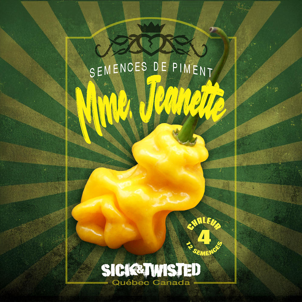 Vue rapprochée de Piment fort ‘Madame Jeanette’ cultivé au soleil, avec un feuillage vert sain et des fruits caractéristiques bien visibles. La photo montre la forme, la couleur et le stade de maturité typiques de la variété sur un plant vigoureux. Les fruits se détachent nettement du feuillage et illustrent l’apparence recherchée au moment de la récolte.