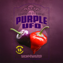UFO Purple hot pepper (<em>Capsicum annuum</em>)