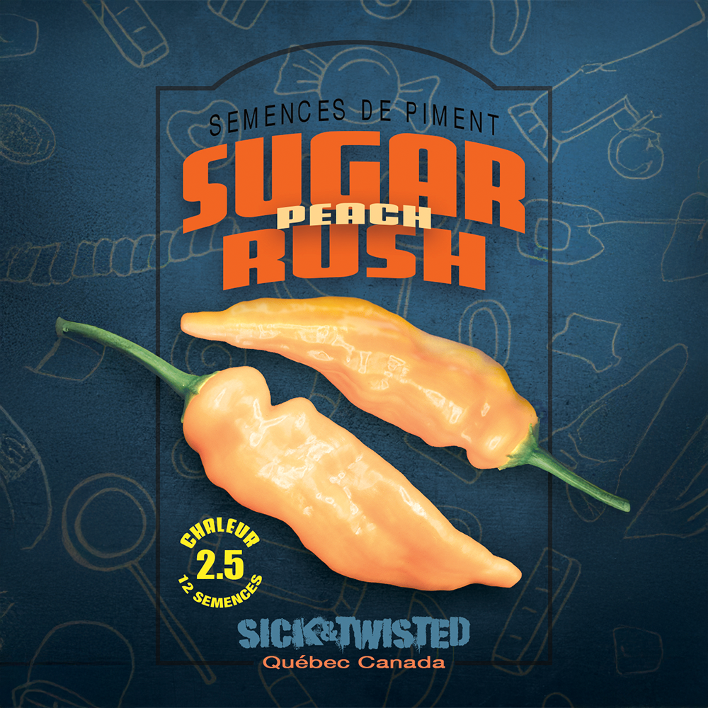 Vue rapprochée de Piment fort ‘Sugar Rush Peach’ cultivé au soleil, avec un feuillage vert sain et des fruits caractéristiques bien visibles. La photo montre la forme, la couleur et le stade de maturité typiques de la variété sur un plant vigoureux. Les fruits se détachent nettement du feuillage et illustrent l’apparence recherchée au moment de la récolte.