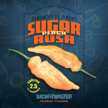 Vue rapprochée de Piment fort ‘Sugar Rush Peach’ cultivé au soleil, avec un feuillage vert sain et des fruits caractéristiques bien visibles. La photo montre la forme, la couleur et le stade de maturité typiques de la variété sur un plant vigoureux. Les fruits se détachent nettement du feuillage et illustrent l’apparence recherchée au moment de la récolte.