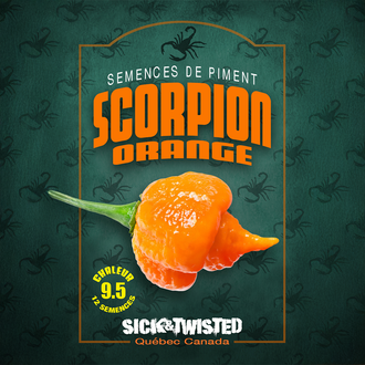 Vue rapprochée de Piment fort ‘Scorpion Orange’ cultivé au soleil, avec un feuillage vert sain et des fruits caractéristiques bien visibles. La photo montre la forme, la couleur et le stade de maturité typiques de la variété sur un plant vigoureux. Les fruits se détachent nettement du feuillage et illustrent l’apparence recherchée au moment de la récolte.