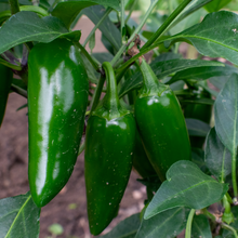 Hot Pepper Jalapeño