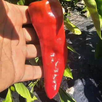 Organic 'Pimento Chericero Du Marono' Hot Pepper Seeds by Gaia, product image prepared for Canadian gardeners.