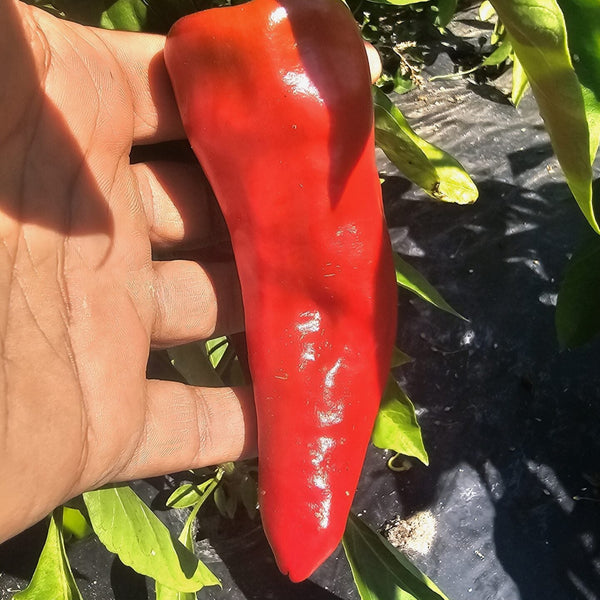 Hot pepper  'Pimento Chericero Du Marono' organic