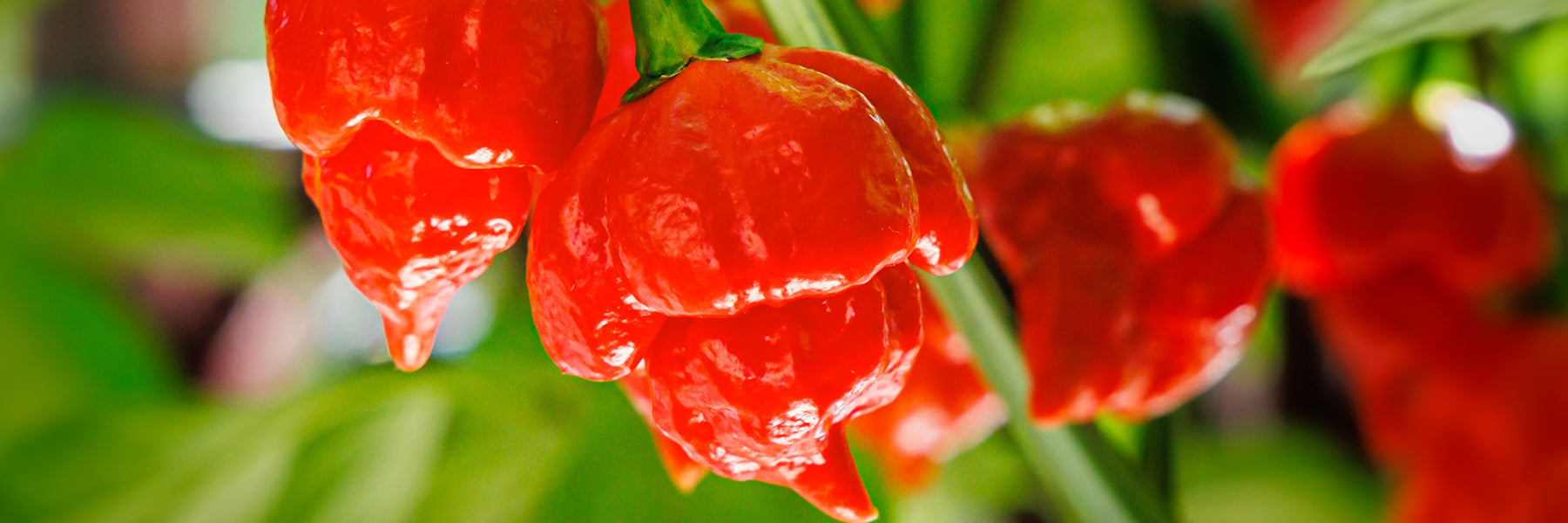 Gros plan de piments forts rouges mûrs suspendus à la plante, avec feuillage vert flou en arrière-plan