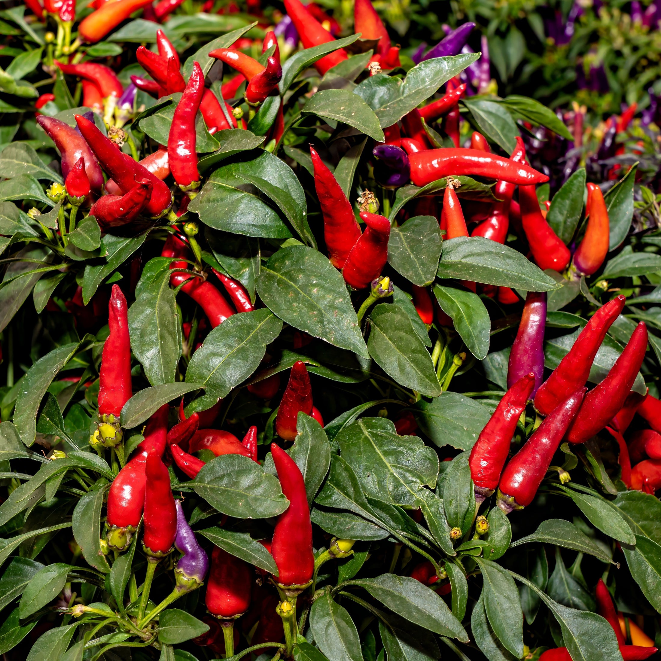 Piment fort salsa 'Anaheim'