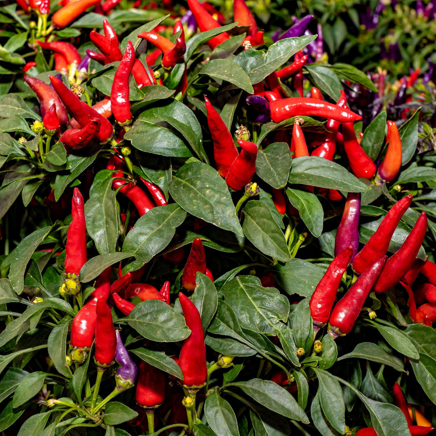 Piment fort salsa 'Anaheim'