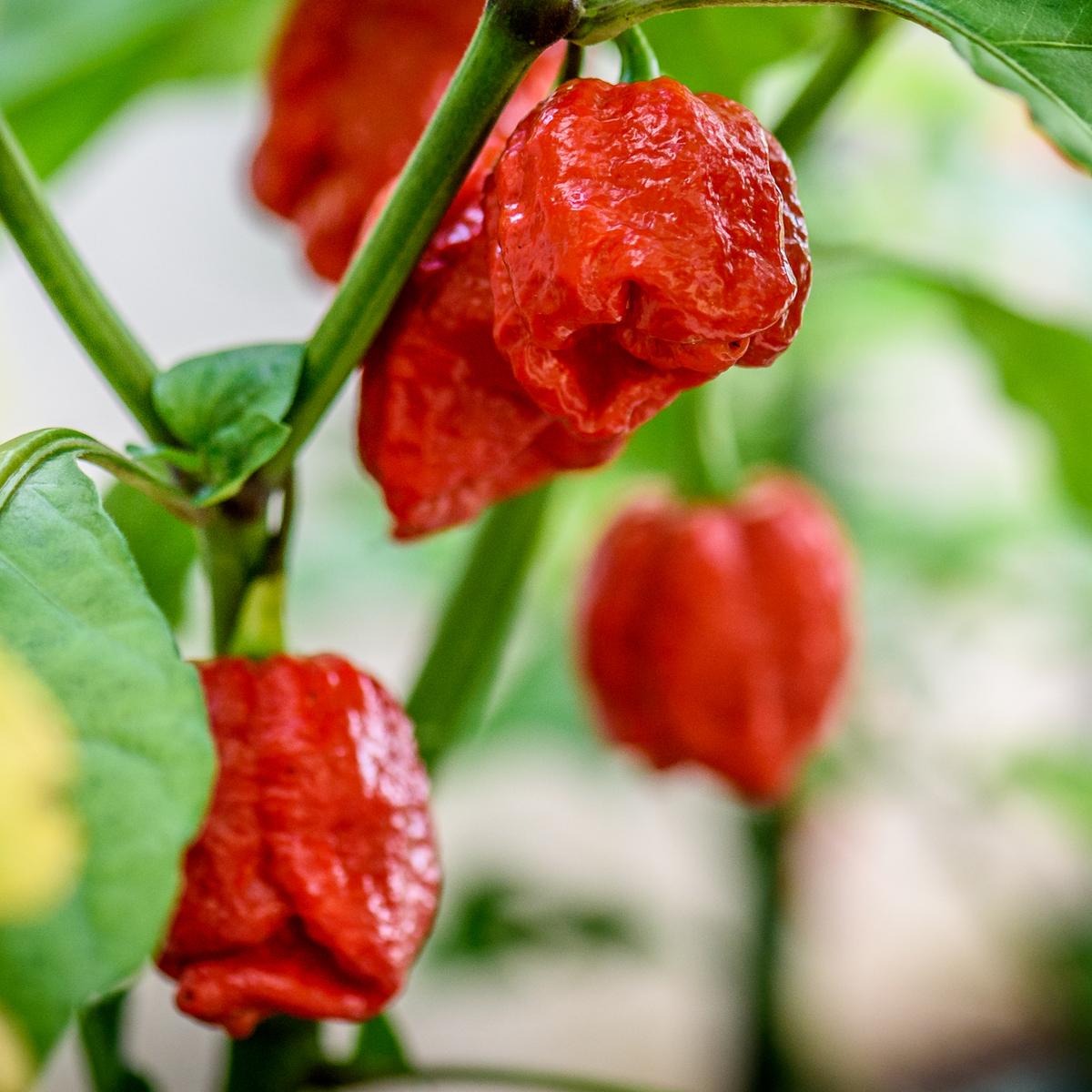 Trinidad Scorpion Hot Pepper