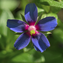 Burnet