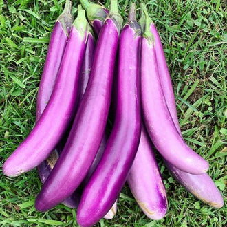 Organic 'Pingtung Long' Eggplant Seeds by Gaia, product image prepared for Canadian gardeners.