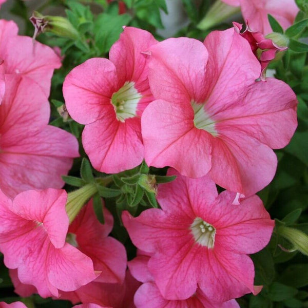 Petunia 'Pink Wave'