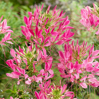 Des fleurs roses aux pétales étroits se regroupent au sommet de tiges vertes fines. De longs filaments dépassent les corolles et dessinent des lignes qui rayonnent autour des groupes fleuris. Des boutons allongés se serrent au centre de certaines têtes. Le fond vert reste flou, tandis que plusieurs fleurs roses se superposent sur les côtés du cadre.