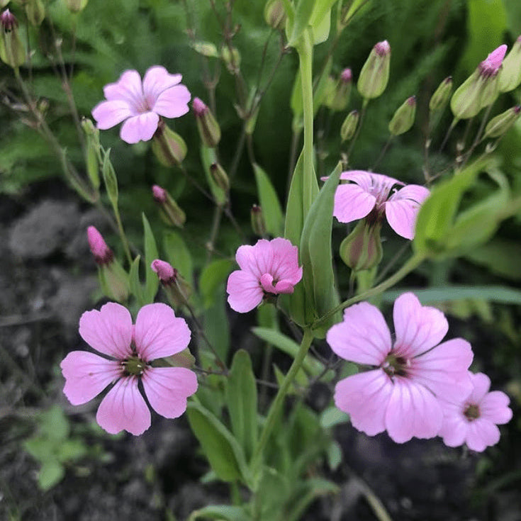 Saponaires 'Pink Beauty' bio