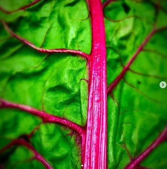 Organic 'Pink Passion' Chard Seeds by Gaia, product image prepared for Canadian gardeners.