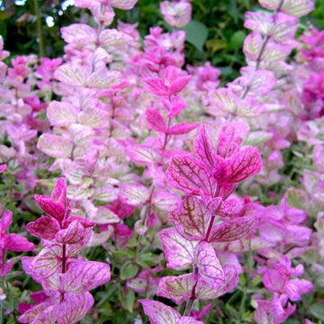 Salvia sclarée 'Pink Sundae' bio