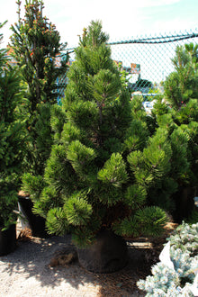 Pinus heldreichii 'Irish Bell'
