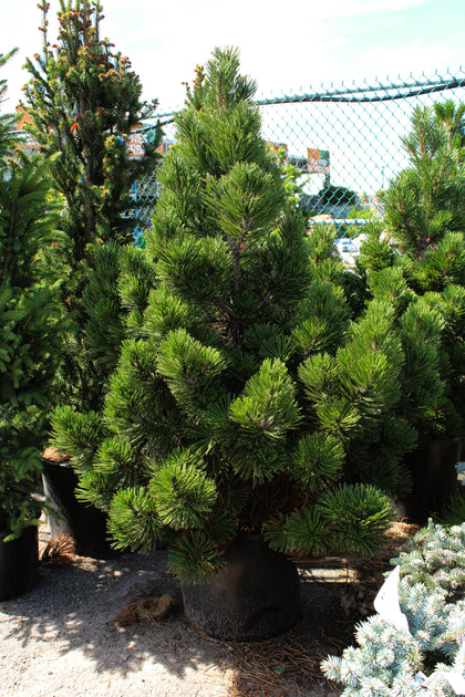 Pinus heldreichii 'Irish Bell'